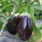 Aubergine violette M.