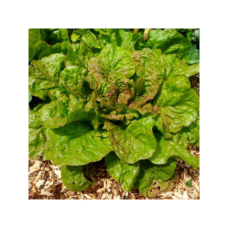 Laitue romaine G. de M.