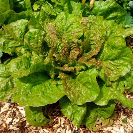 Laitue romaine Grasse de Morges sachet de 1 gramme.