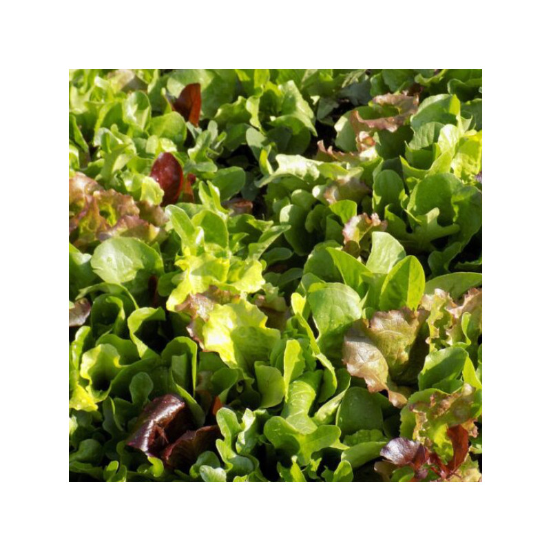Laitue mesclun mél.