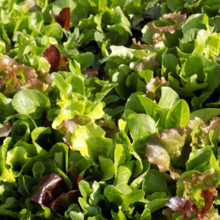 Laitue mesclun en mélange sachet de 1 gramme.