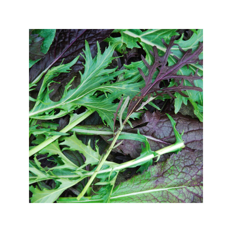 Salade asiatique Salade asiatique