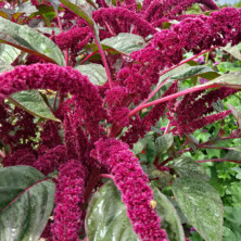 Amarante queue de renard sachet de 0.5 grammes.