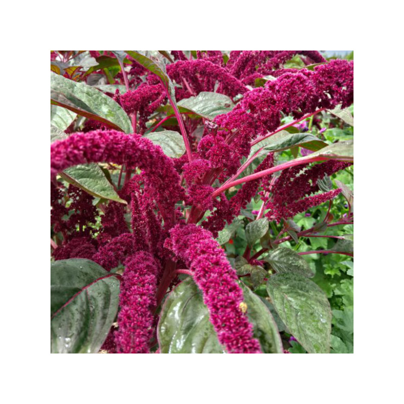 Amarante queue de R.