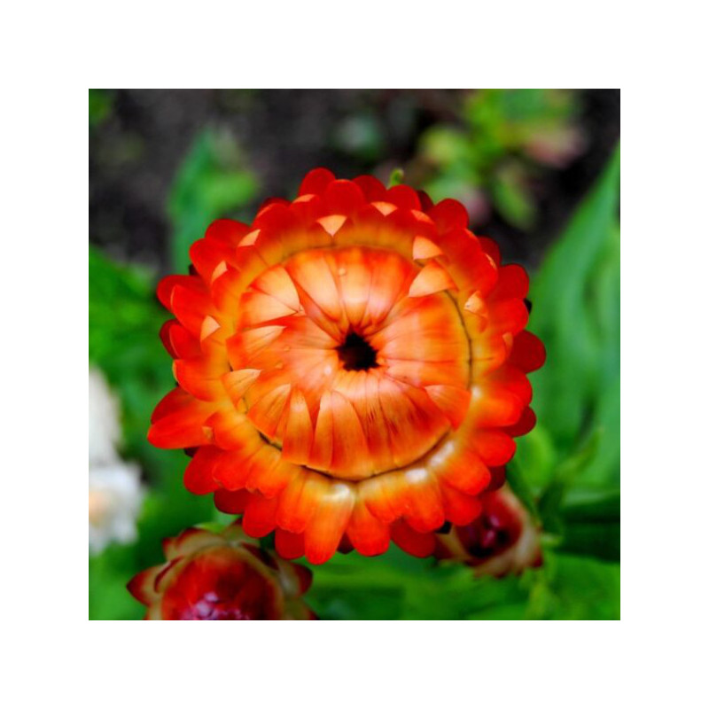 Immortelle Immortelle