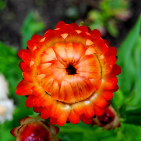 Immortelle Roggli Riesen sachet de 0.25 grammes.