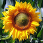 Tournesol sunspot
