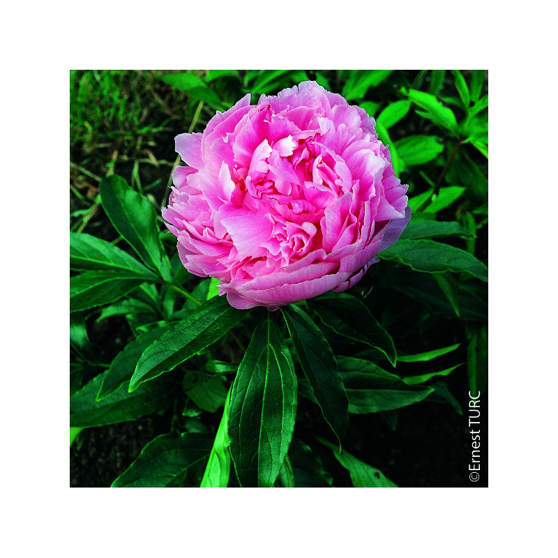 Pivoine S. Bernhardt