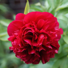 Pivoine Red Charm en rhizome.