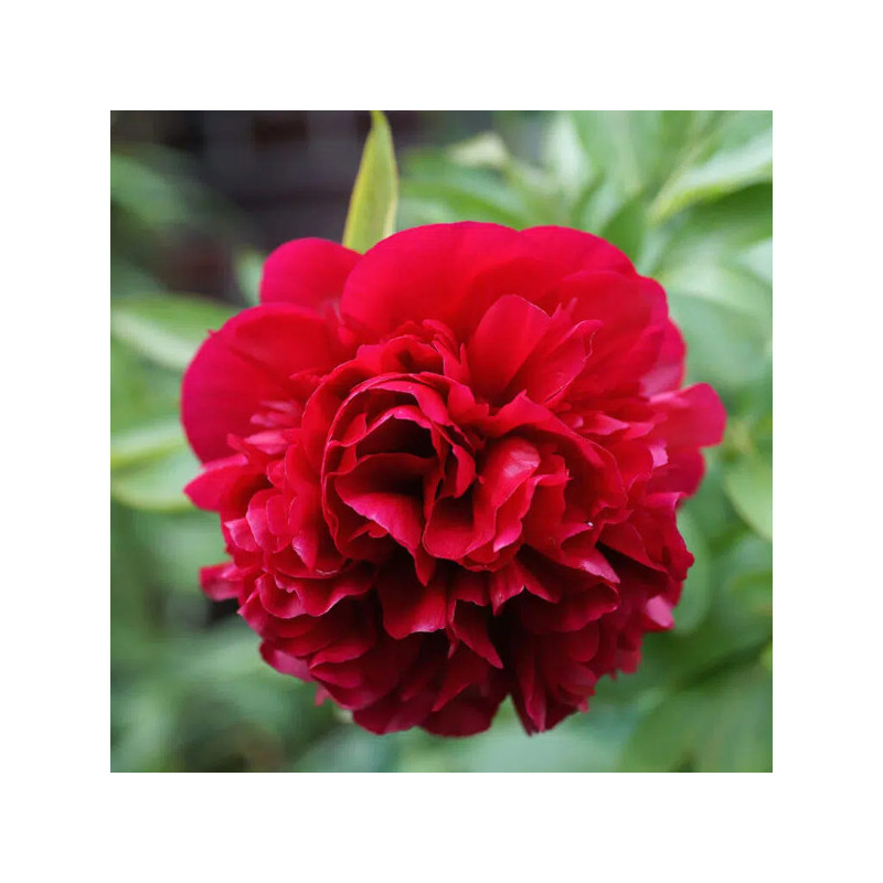 Pivoine Red Charm