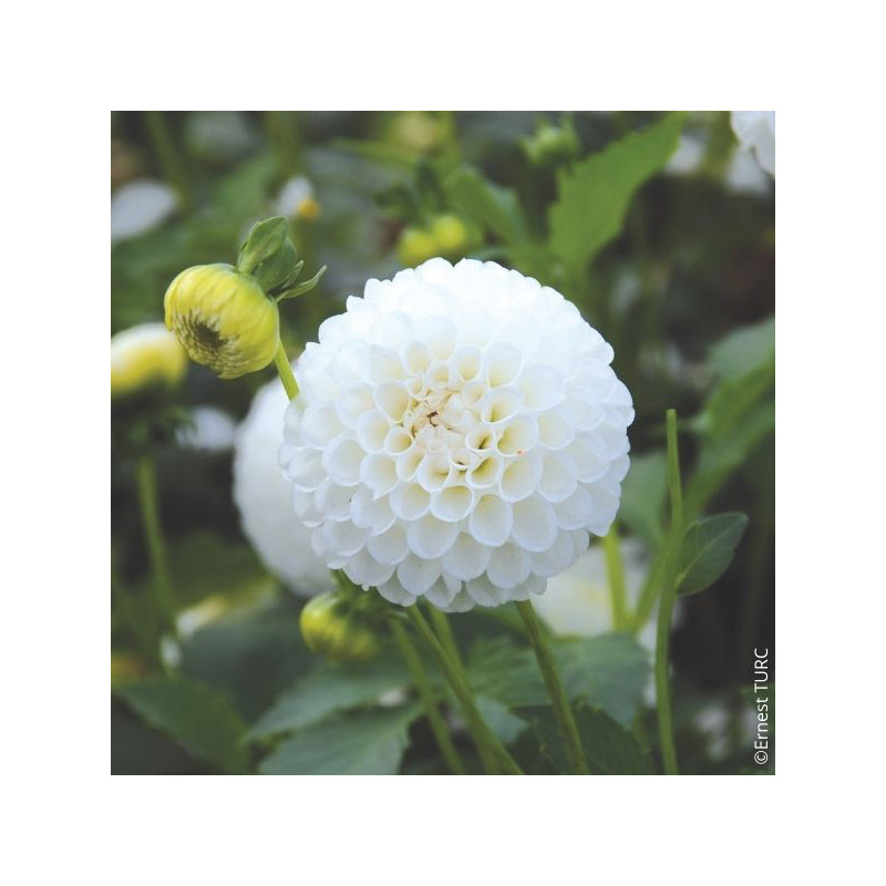 Dahlia Villa Blanca Dahlia Villa Blanca