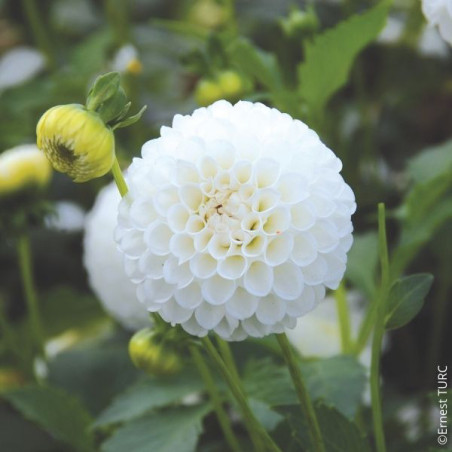 Dahlia pompon Villa Blanca en rhizome.