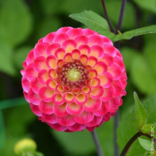 Dahlia pompon Artaban en rhizome.