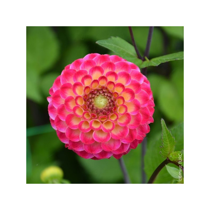 Dahlia Artaban Dahlia Artaban