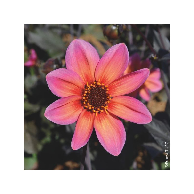 Dahlia nain Tropic