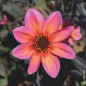 Dahlia nain Tropic