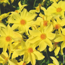 Dahlia nain à fleurs simples Sable d'Or en rhizome.