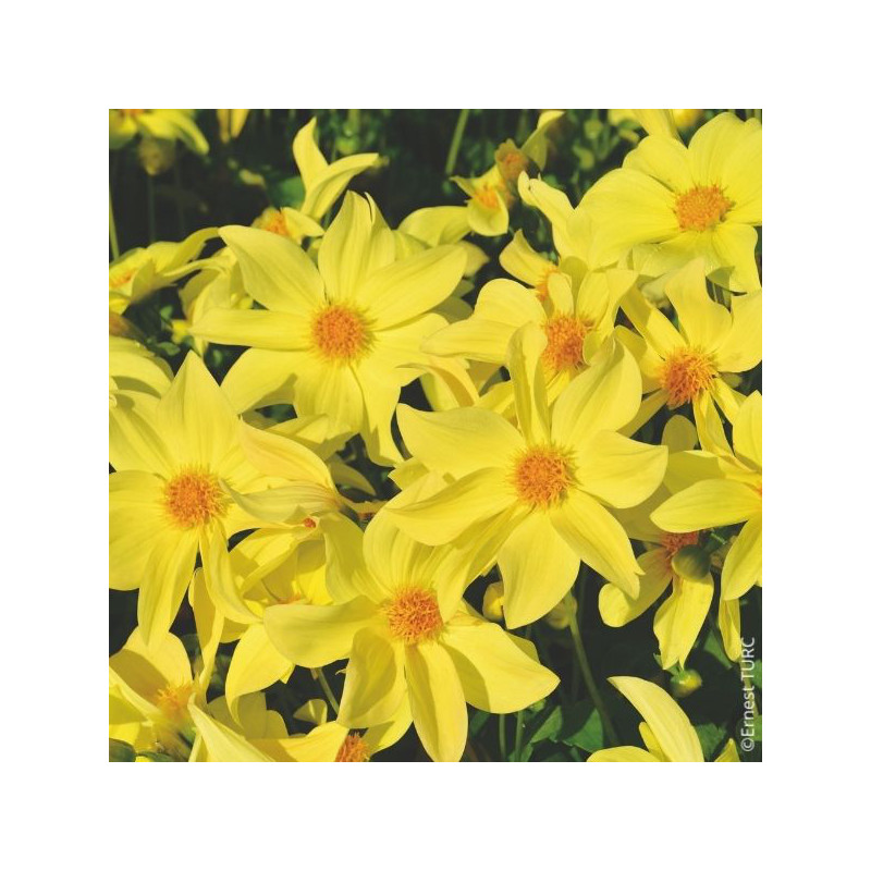 Dahlia nain Sable d'Or