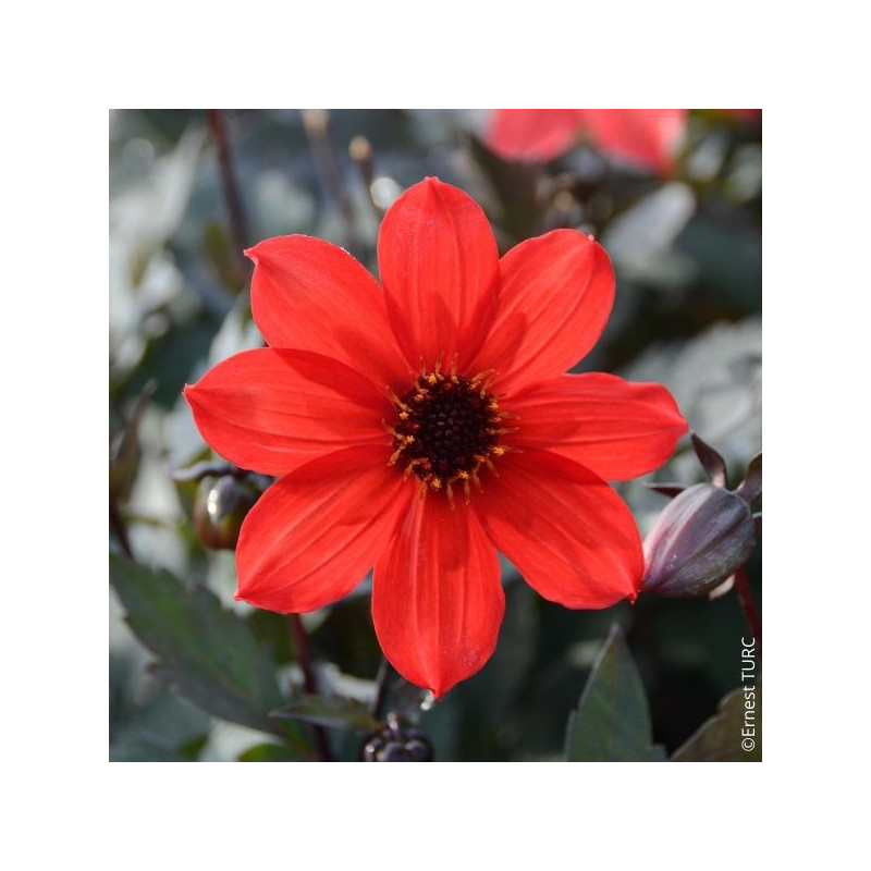 Dahlia nain Pampa