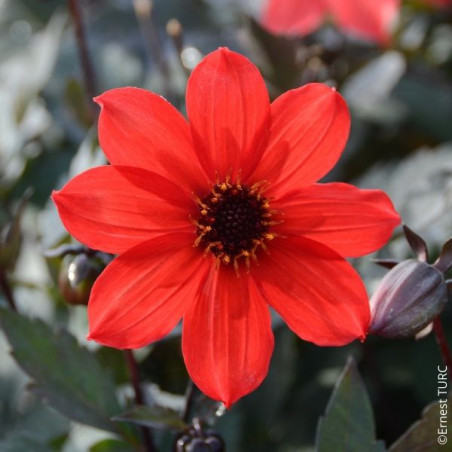 Dahlia nain à fleurs simples Pampa en rhizome.