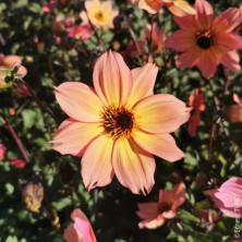 Dahlia nain à fleurs simples Moonflower en rhizome.