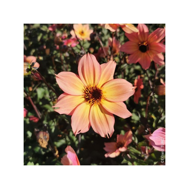 Dahlia nain Moonflower