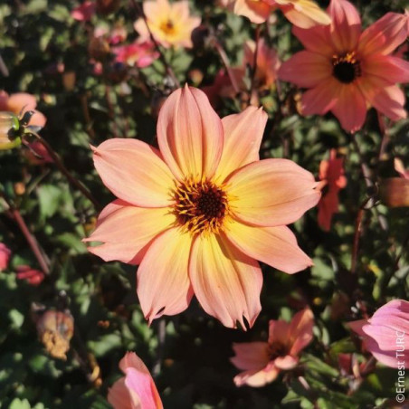 Dahlia nain à fleurs simples Moonflower en rhizome.
