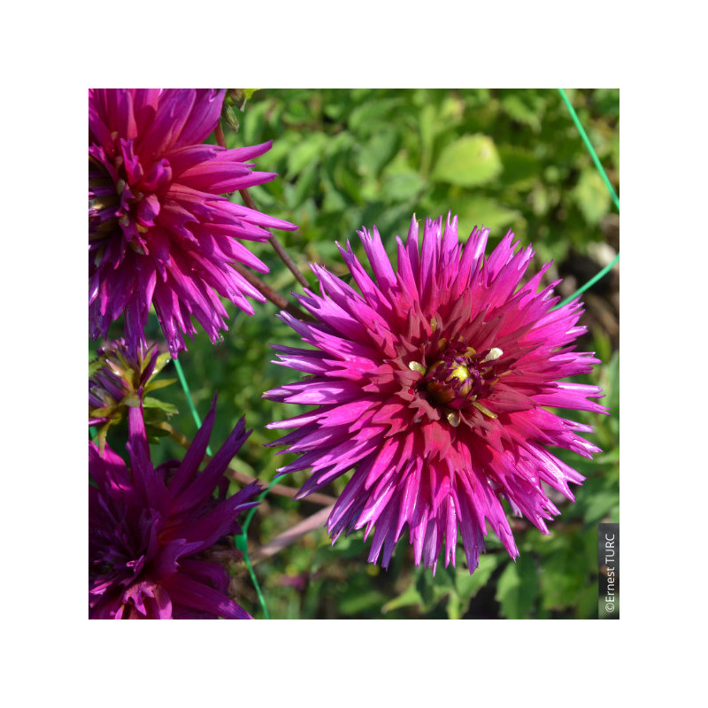 Dahlia Cac. Ambition