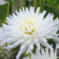 Dahlia Cac. Orion