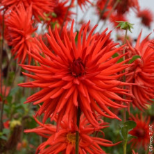 Dahlia cactus Joker en rhizome.