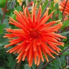 Dahlia Cac. Flash