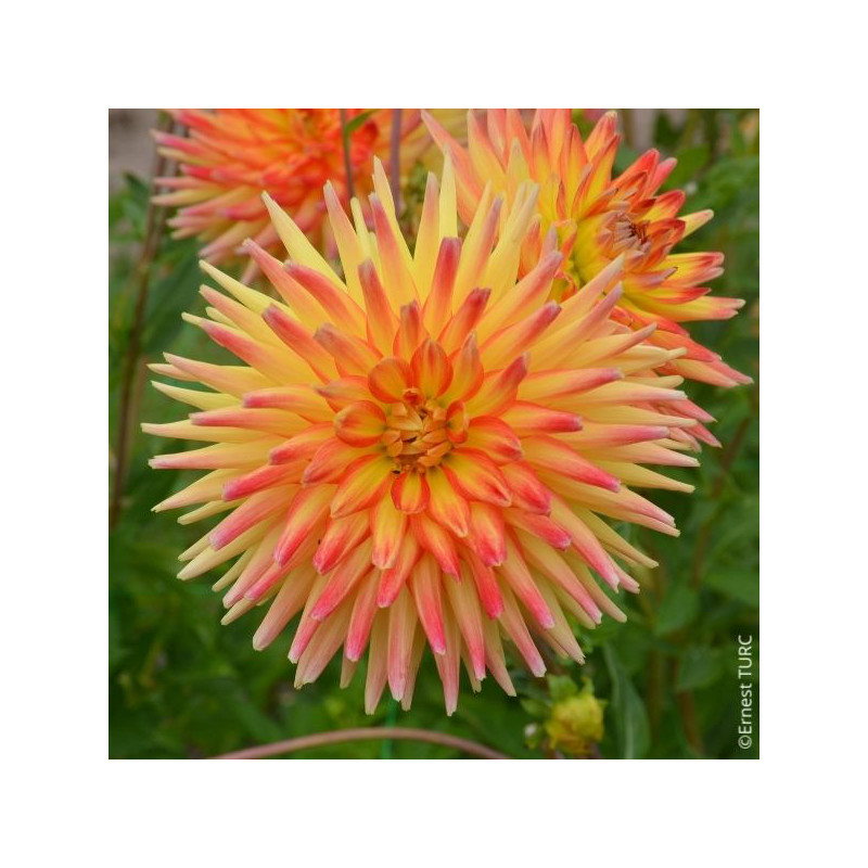 Dahlia Cac. Aloha