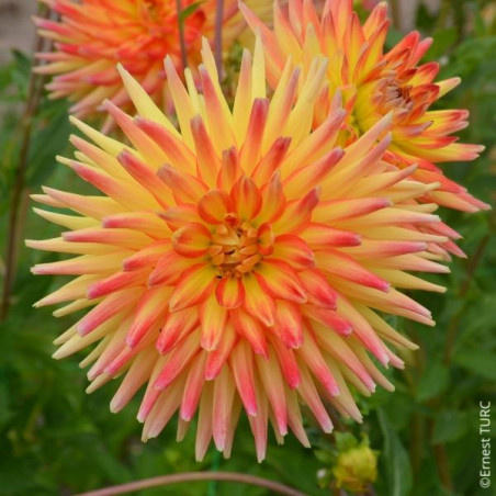 Dahlia cactus Aloha en rhizome.