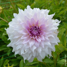 Dahlia à grosses fleurs Shiloh Noelle en rhizome.