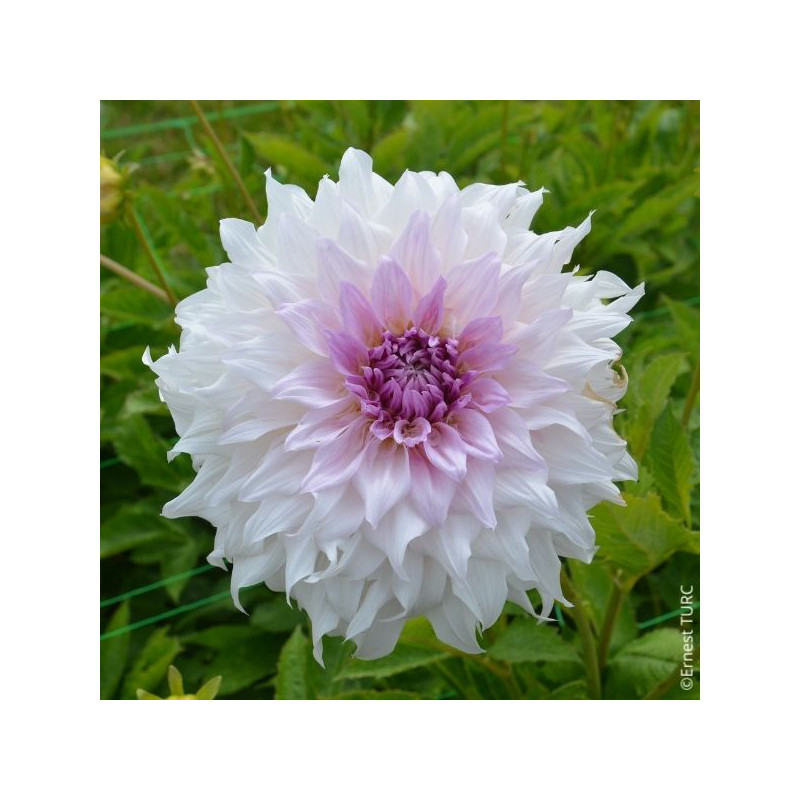 Dahlia Shiloh Noelle