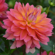 Dahlia nain Tricolor en rhizome.