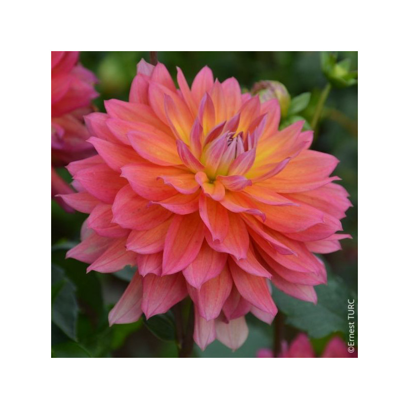 Dahlia Tricolor Dahlia Tricolor