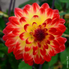 Dahlia Dynastie