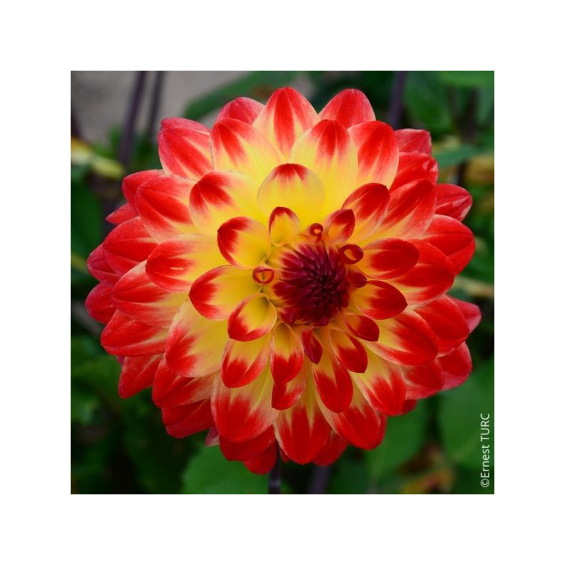 Dahlia Dynastie Dahlia Dynastie