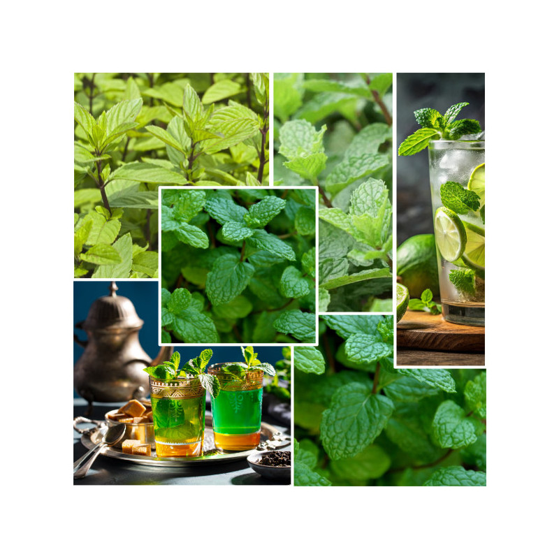Menthe à Gogo