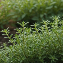 Thym commun en jeunes plants racinés.