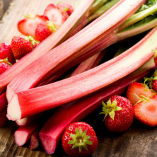 Rhubarbe victoria en jeunes plants racinés.