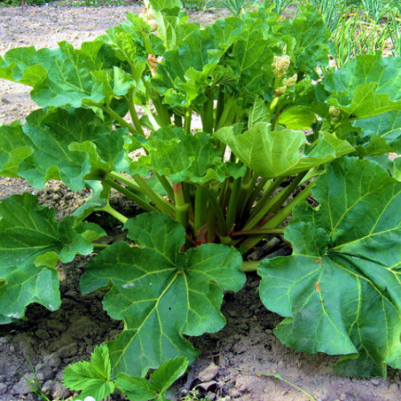 Rhubarbe Victoria x 3