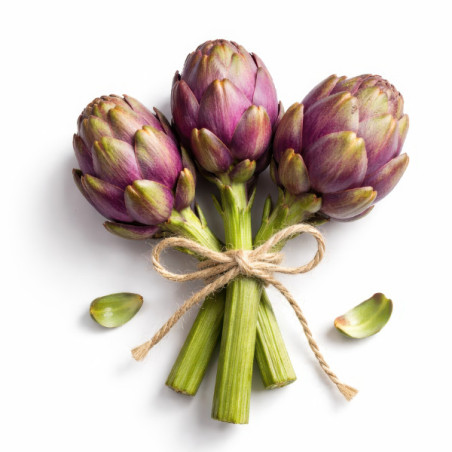 Artichaut Capriccio en jeunes plants racinés.