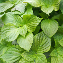 Shiso vert en jeunes plants racinés.