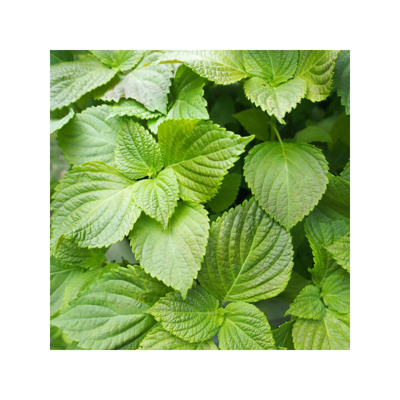 Shiso vert x 3 Shiso vert x 3