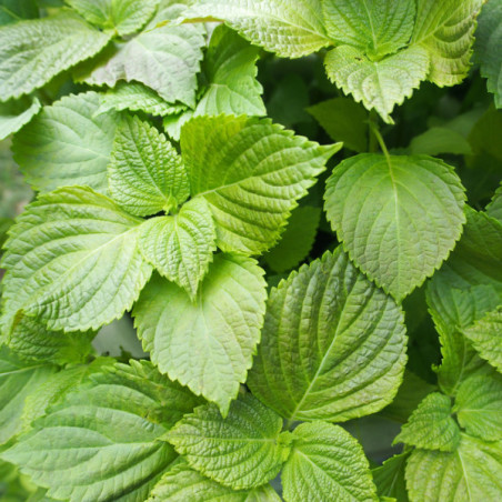 Shiso vert x 3
