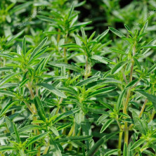 Sariette vivace Satureja en jeunes plants racinés.