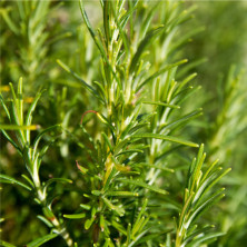 Romarin officinal érigé en jeunes plants racinés.