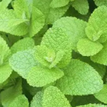 Menthe Ananas en jeunes plants racinés.